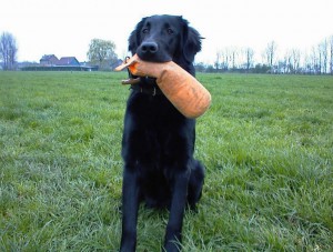 Flat sitzt auf einer Wiese mit Dummy im Fang