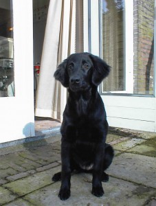 Flatcoated Retriever sitzt vor der Terassentür