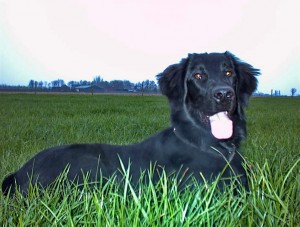 Flat im Gras liegend