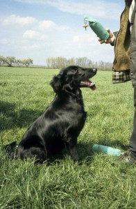 Flat sitzt vor und schaut auf ein Dummy