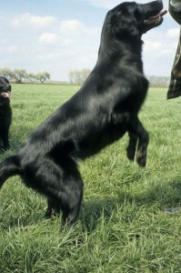 Flat auf der Hinterhand stehend