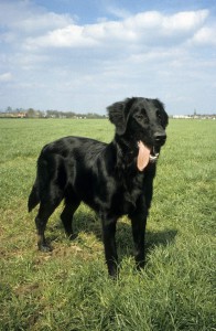 Flatcoated Retriever auf einer Wiese stehend