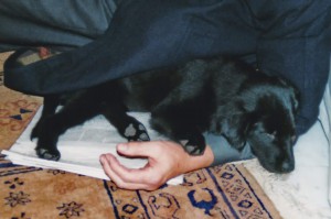 Welpe liegt im Arm seines Menschen