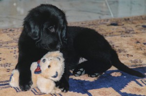 Welpe mit Kuscheltier