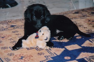 Welpe spielt mit Kuscheltier