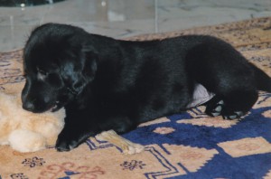 Welpe mit Kuscheltier