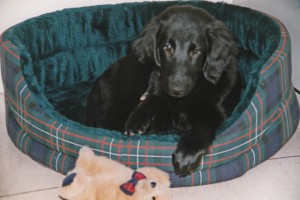 Flat-Welpe im Hundekörbchen