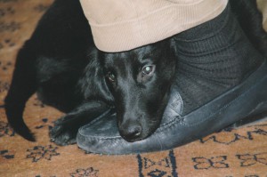 Flat-Welpe liegt am Fuß seines Menschen, Kopf auf dem Hausschuh