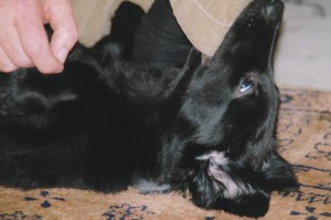 Flat-Welpe auf dem Rücken liegend