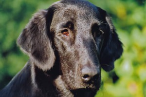 Kopfbild Flatcoated Retriever