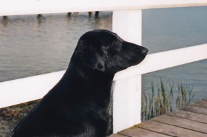 Brustbild Flatcoated Retriever