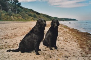 2 Flats neben einander sitzend am Strand