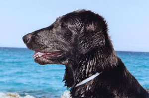 Kopfbild eines Flats mit Meer im Hintergrund