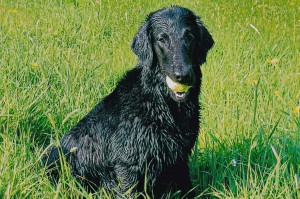 Flat mit Ball im Fang auf einer Wiese sitzend