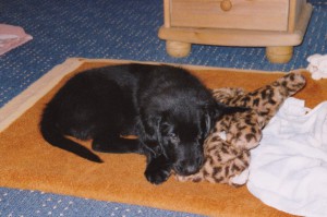 Flat-Welpe liegt neben seinem Kuscheltier  