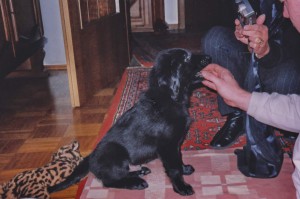 Flat-Welpe zu Hause, einen Finger im Fang  