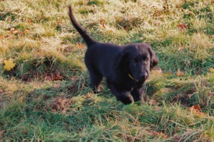 Flat-Welpe steht auf einer Wiese  