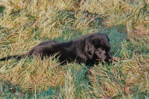 Flat-Welpe liegt im Gras  