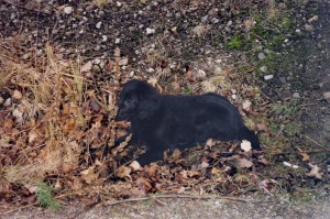 Flat-Welpe liegt im Laub  