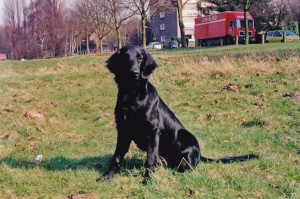 Flat sitzt auf Wiese  
