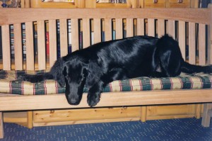 Flat liegt auf einer Bank  