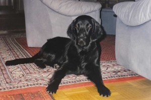 Flat liegt auf Teppich  