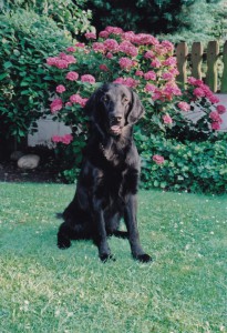 Flat sitz auf Rasen vor blühenden Strauch  