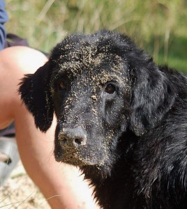 Flatkopf mit nassem Sand  