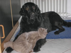 Flatcoated Retriever mit Katze  