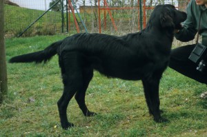 Standbild Flatcoated Retriever 