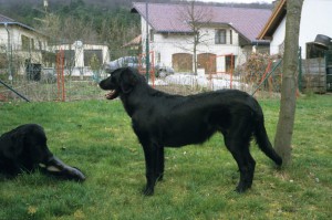 Flatcoated Retriever steht im Garten 