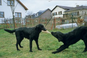 2 Flatcoated Retriever ziehen an einem Spielzeug 