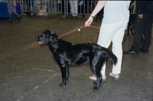 Flatcoated Retriever an der Leine 