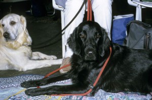 Flatcoated und Golden Retriever 