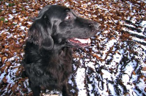 Brustbild Flatcoated Retriever 
