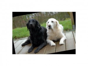 Flatcoated und Golden Retriever neben einander liegend 