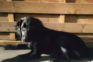 Flat-Welpe liegt vor einem Holzzaun 