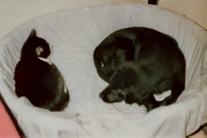 Flat-Welpe mit Katze im Korb 