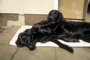 Junger Flat mit seiner Mutter auf der Terasse 