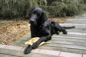 Flat mit Spielzeug zwischen den Pfoten 