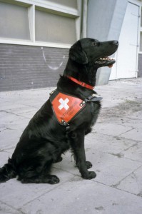 Flat sitzend mit Rettungshunde-Geschirr 