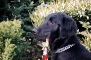 Acclaim with applause Sam, Rufname Sam