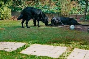 Sam (rechts) mit seiner Mutter Dana          