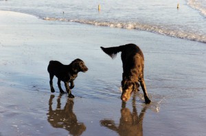 Syrah links im Bild mit Linghus 