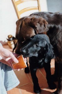 Syrah (rechts) mit Linghus 