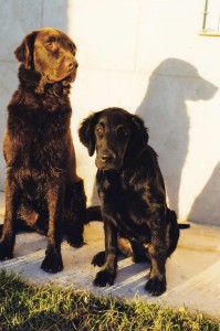 Syrah (rechts) mit Linghus 