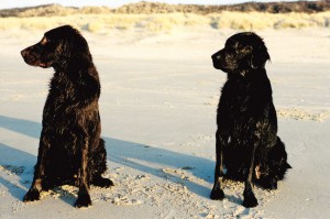 Syrah (links) mit Linghus 