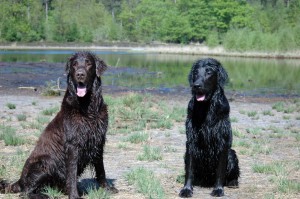 Syrah (rechts) mit Linghus 