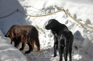 Syrah (links) mit Linghus 
