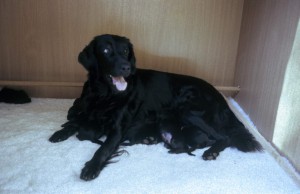 Hündin in der Wurfkiste liegend mit Welpen